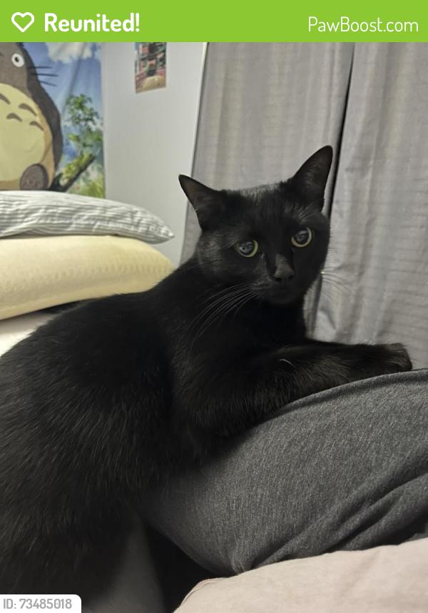 Reunited Female Cat last seen Between regency and fire tower off evans, Greenville, NC 27858