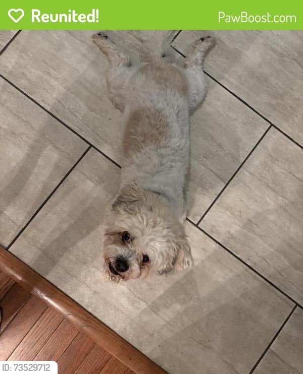 Reunited Male Dog last seen Near Orchard Avenue, Brooklyn Park, MD 21225