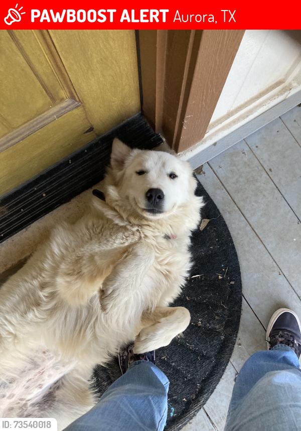 Lost Female Dog last seen Fm 718, Aurora, TX 76078