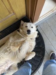 Lost Female Dog last seen Fm 718, Aurora, TX 76078