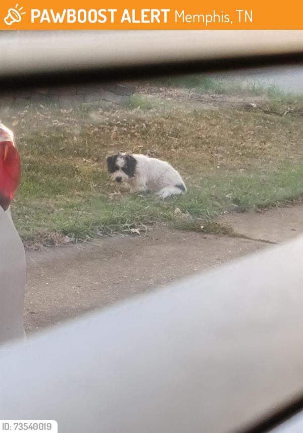 Found/Stray Unknown Dog last seen Valleydale and South Berrypick, Memphis, TN 38141