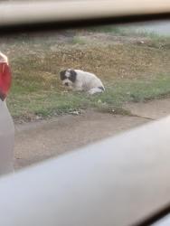 Found/Stray Unknown Dog last seen Valleydale and South Berrypick, Memphis, TN 38141