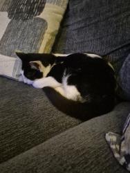 Reunited Male Cat last seen Yorkshire way, Trenton, NJ 08691