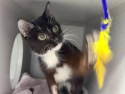 Shelter Stray Female Cat last seen Cruger Avenue, BRONX, NY, 10462, 326 E 110th St, New York, NY 10029, USA