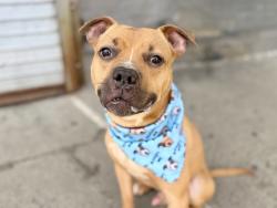 Shelter Stray Male Dog last seen Webster Avenue, BRONX, NY, 10458, 326 E 110th St, New York, NY 10029, USA