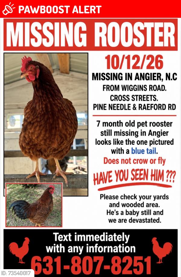Lost Male Bird last seen Pine Needle Drive & Raeford Road, Johnston County, NC 27501