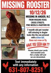 Lost Male Bird last seen Pine Needle Drive & Raeford Road, Johnston County, NC 27501