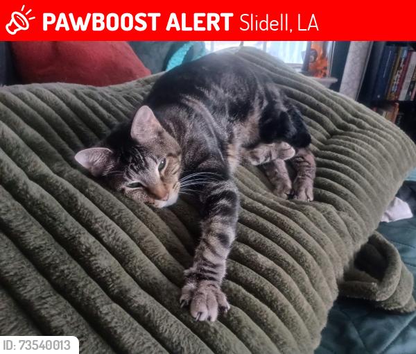 Lost Male Cat last seen Mary Drive Slidess, Slidell, LA 70458