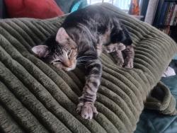Lost Male Cat last seen Mary Drive Slidess, Slidell, LA 70458