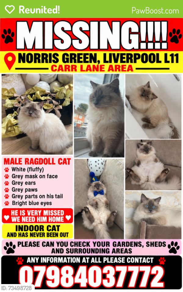 Reunited Male Cat last seen Carr lane Norris Green, Merseyside, England L11 2TS