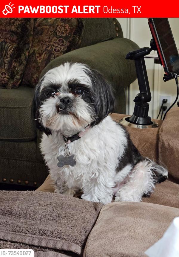 Lost Female Dog last seen Independence Cir, Odessa, TX 79762