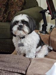 Lost Female Dog last seen Independence Cir, Odessa, TX 79762