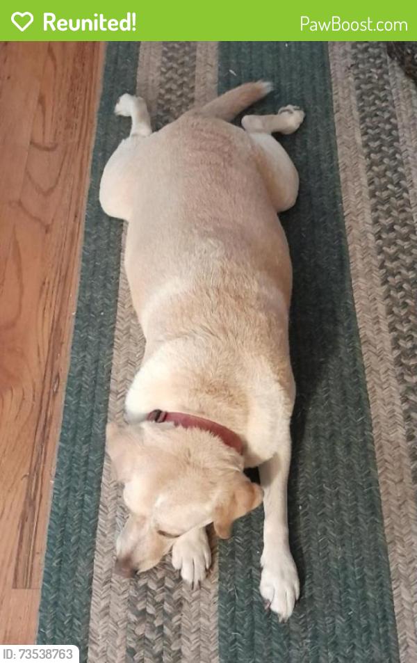 Reunited Female Dog last seen Turkey Mtn Rd, Rome, GA 30165
