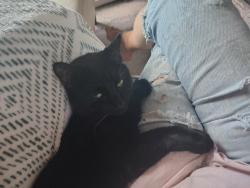 Reunited Male Cat last seen Lakeside Dr near Pilot Knob, Eagan, MN 55123