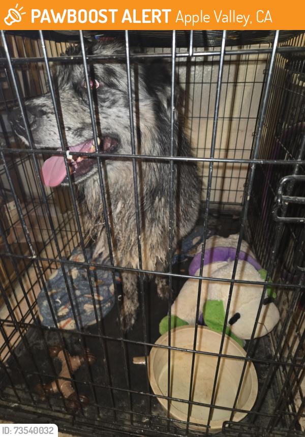 Found/Stray Unknown Dog last seen Waalew and central, Apple Valley, CA 92307