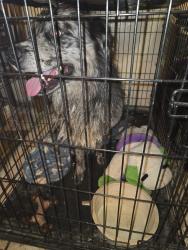 Found/Stray Unknown Dog last seen Waalew and central, Apple Valley, CA 92307