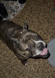 Reunited Female Dog last seen Farrell Dr and Montana Ave, Cincinnati, OH 45211