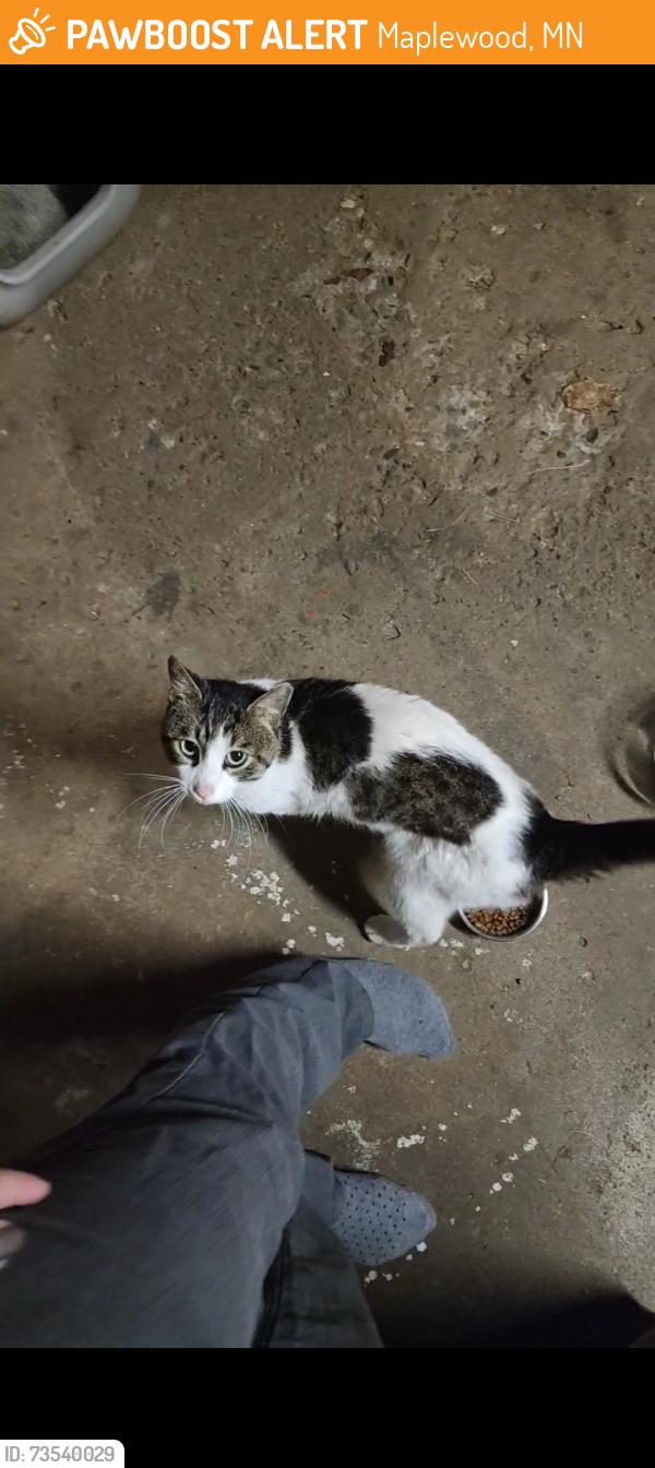 Found/Stray Male Cat last seen Century Ave and Stillwater Rd E, Maplewood, MN 55119