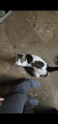 Found/Stray Male Cat last seen Century Ave and Stillwater Rd E, Maplewood, MN 55119