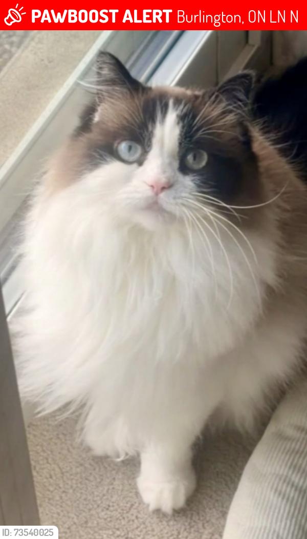 Lost Female Cat last seen Walkers and Woodview, Burlington, ON L7N 1N1