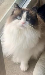 Lost Female Cat last seen Walkers and Woodview, Burlington, ON L7N 1N1