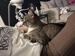 Lost Male Cat last seen 112th Ave, 248th street, 232 street behind Publix, Homestead, FL 33032