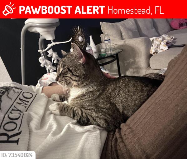 Lost Male Cat last seen 112th Ave, 248th street, 232 street behind Publix, Homestead, FL 33032
