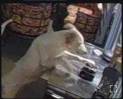 Found/Stray Unknown Dog last seen Juneway and Altruria, Bartlett, TN 38134