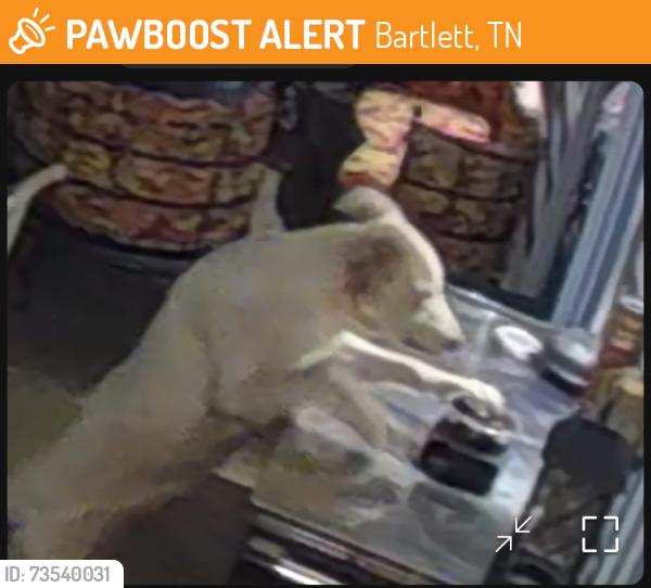 Found/Stray Unknown Dog last seen Juneway and Altruria, Bartlett, TN 38134