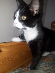 Found/Stray Female Cat last seen Shirland road w9, Greater London, England W9