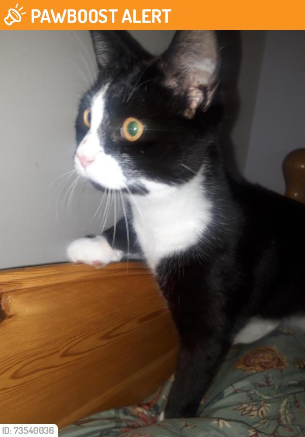Found/Stray Female Cat last seen Shirland road w9, Greater London, England W9