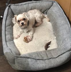Reunited Male Dog last seen North forest, Tyler, TX 75702