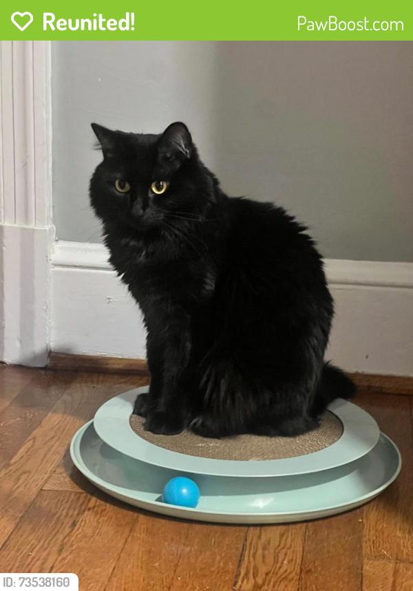 Reunited Female Cat last seen Military road and Nelly Curtis, Arlington, VA 22207