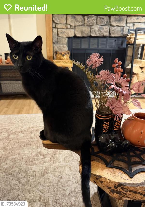 Reunited Male Cat last seen Reservoir Ceylon, Aurora, CO 80013