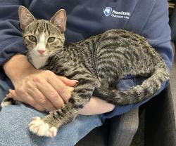Found/Stray Male Cat last seen Cavalry St, Carlisle PA, Carlisle, PA 17013