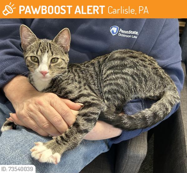 Found/Stray Male Cat last seen Cavalry St, Carlisle PA, Carlisle, PA 17013