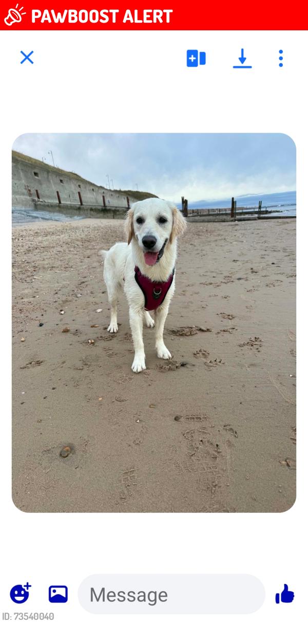 Lost Female Dog last seen Peterlee, County Durham, England 