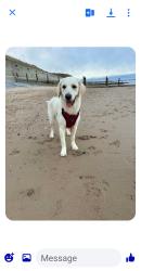 Lost Female Dog last seen Peterlee, County Durham, England 