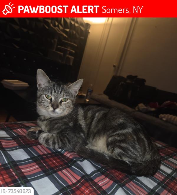 Lost Female Cat last seen Somers storage center, Somers, NY 10589