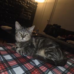 Lost Female Cat last seen Somers storage center, Somers, NY 10589