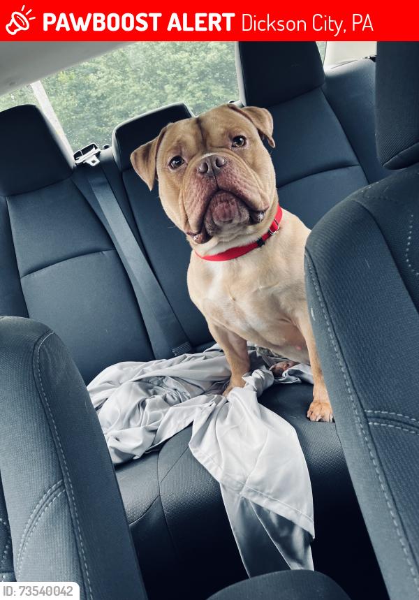 Lost Male Dog last seen Near Scott rd Dickson city pa, Dickson City, PA 18519