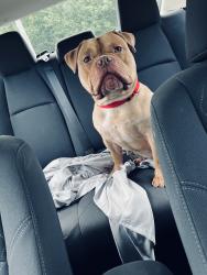 Lost Male Dog last seen Near Scott rd Dickson city pa, Dickson City, PA 18519