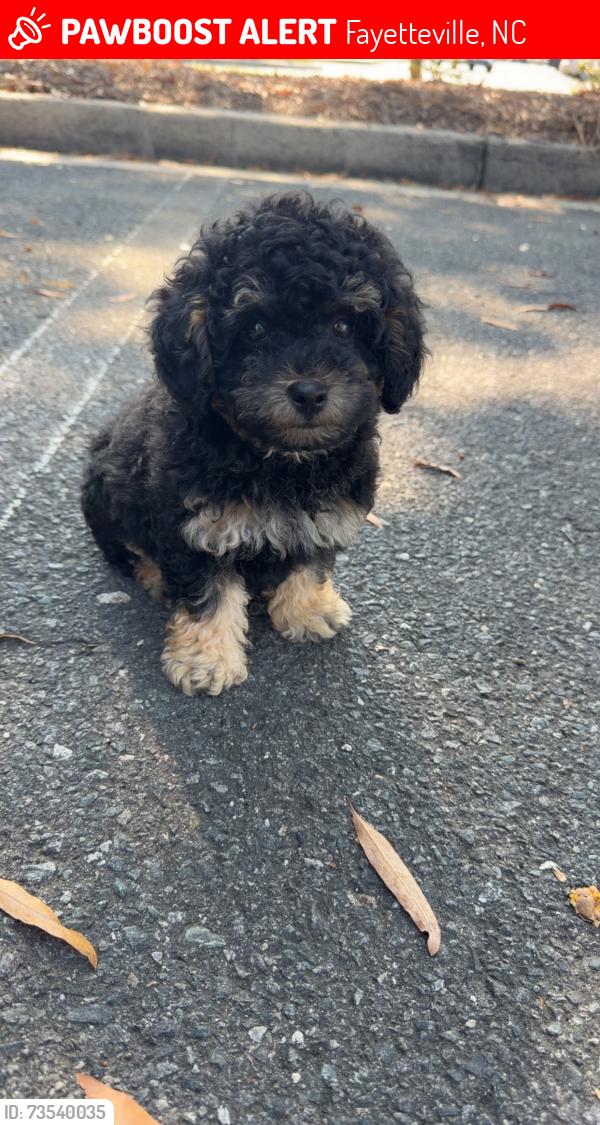 Lost Male Dog last seen Brookshire, Fayetteville, NC 28305