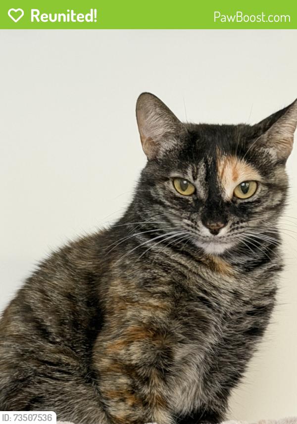 Reunited Female Cat last seen Wishing Well Crescent & Learmont Ave, Caledon, ON 