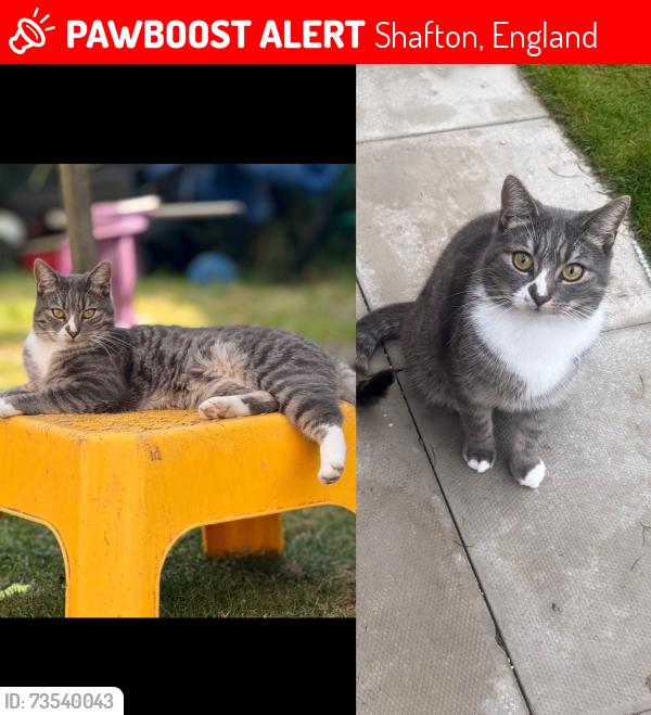 Lost Male Cat last seen Ebony Avenue Shafton, Shafton, England 
