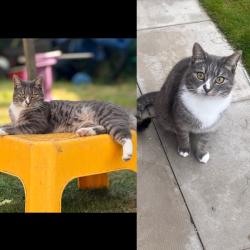 Lost Male Cat last seen Ebony Avenue Shafton, Shafton, England 