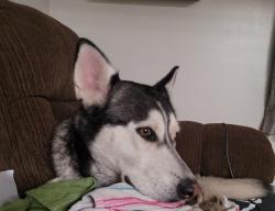 Reunited Female Dog last seen Round about on Hwy 66 and Hwy 81, El Reno, OK 73036