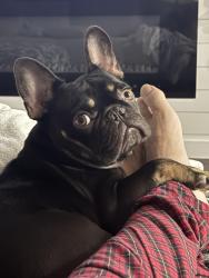 Lost Male Dog last seen Flicker street, fisher street/oakwood ave, Concord, NC 28027