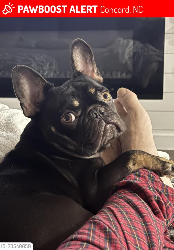 Lost Male Dog last seen Flicker street, fisher street/oakwood ave, Concord, NC 28027