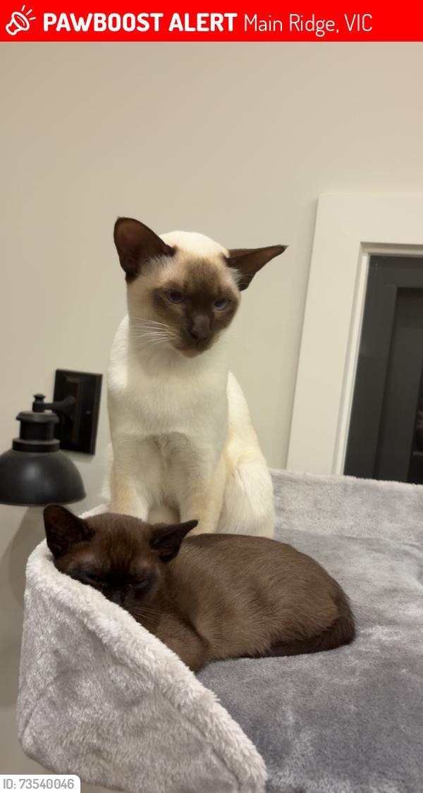 Lost Male Cat last seen Cricket nets, tennis courts, strip of land etc, Main Ridge, VIC 3928